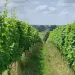 Winnice na Dolnym Śląsku – kalendarz wydarzeń 2023